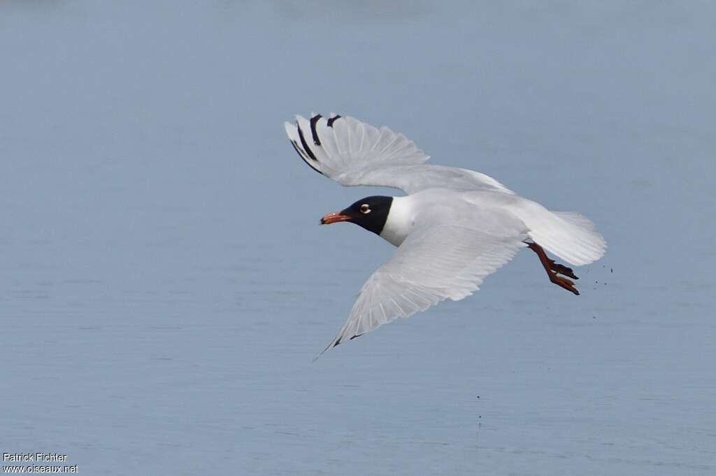 Mediterranean GullThird  year, identification, Flight