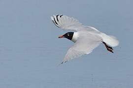 Mediterranean Gull