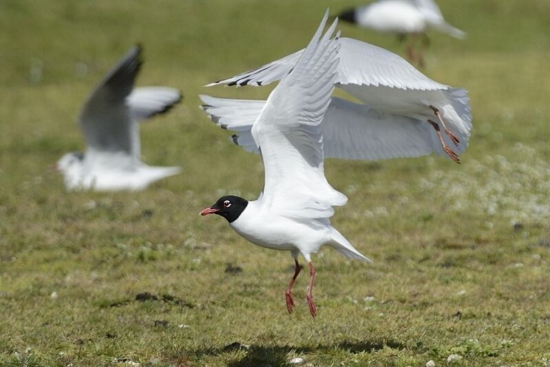 Mouette mélanocéphaleadulte nuptial, Vol