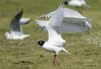 Mouette mélanocéphale