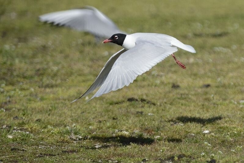 Mouette mélanocéphaleadulte nuptial, Vol