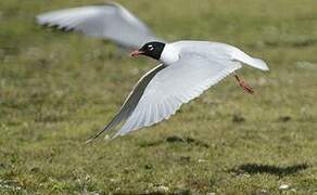 Mouette mélanocéphale