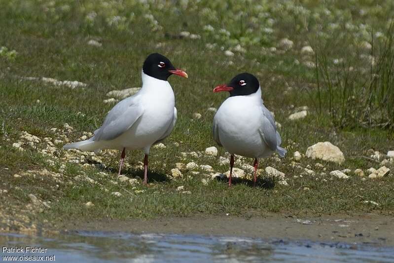 Mouette mélanocéphaleadulte nuptial