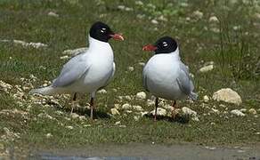 Mouette mélanocéphale