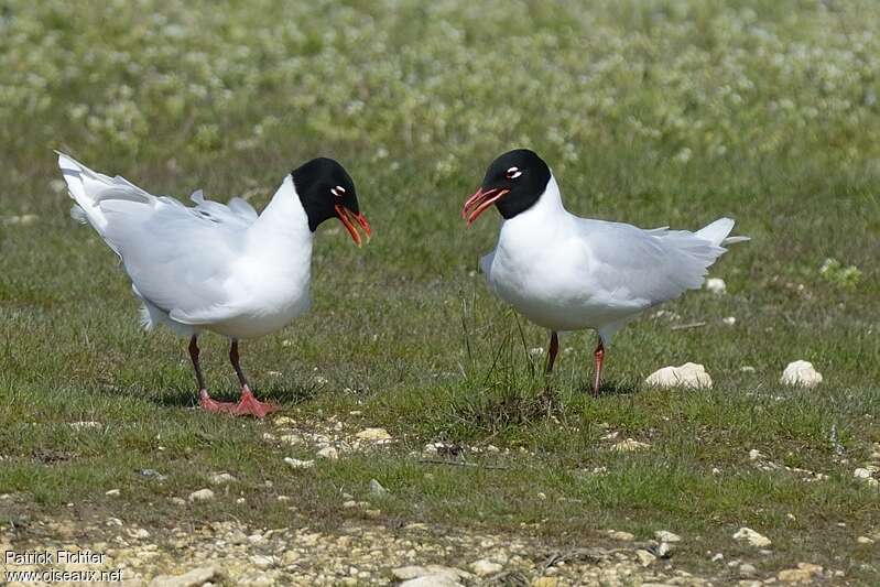 Mouette mélanocéphaleadulte nuptial, parade