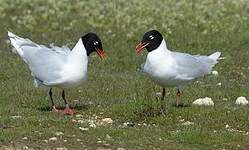 Mouette mélanocéphale