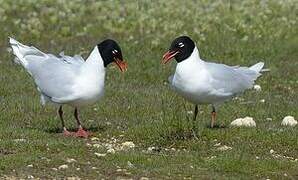 Mediterranean Gull