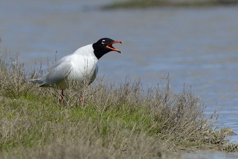 Mediterranean Gulladult breeding, courting display