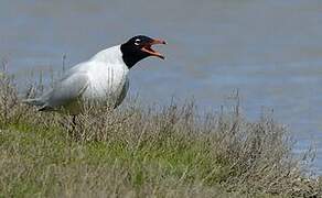 Mouette mélanocéphale