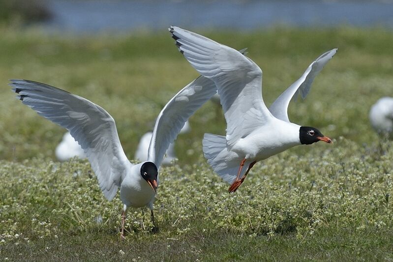 Mediterranean Gulladult breeding, Flight, courting display