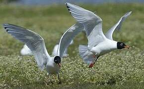 Mediterranean Gull