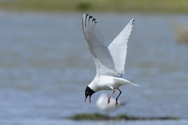 Mouette mélanocéphaleadulte, Vol