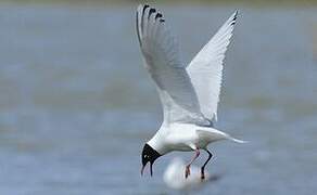 Mediterranean Gull