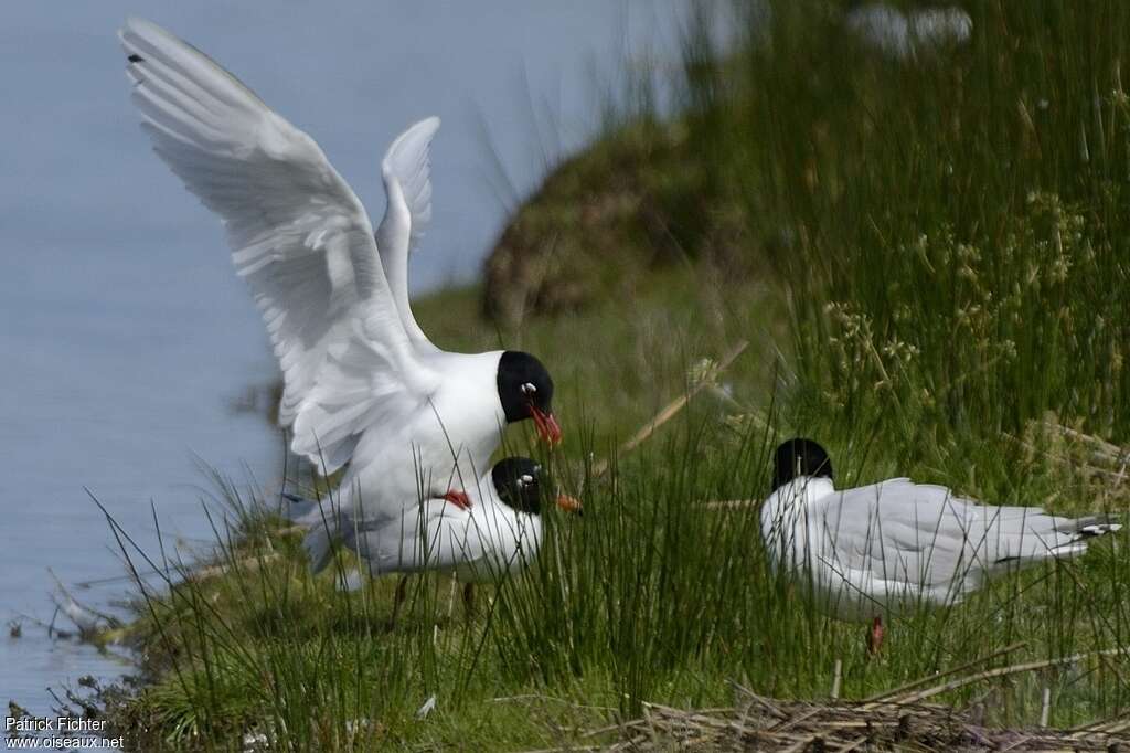 Mouette mélanocéphaleadulte nuptial, accouplement.