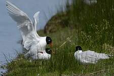 Mouette mélanocéphale