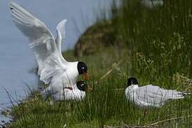 Mouette mélanocéphale