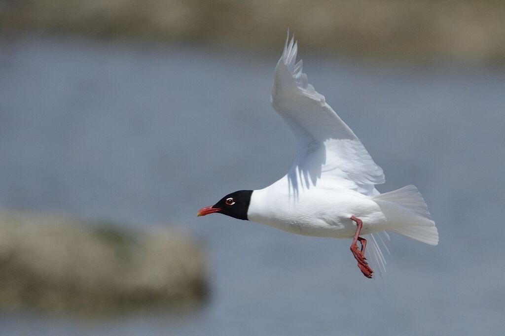 Mouette mélanocéphaleadulte nuptial, Vol