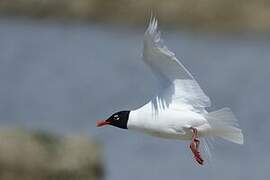 Mouette mélanocéphale