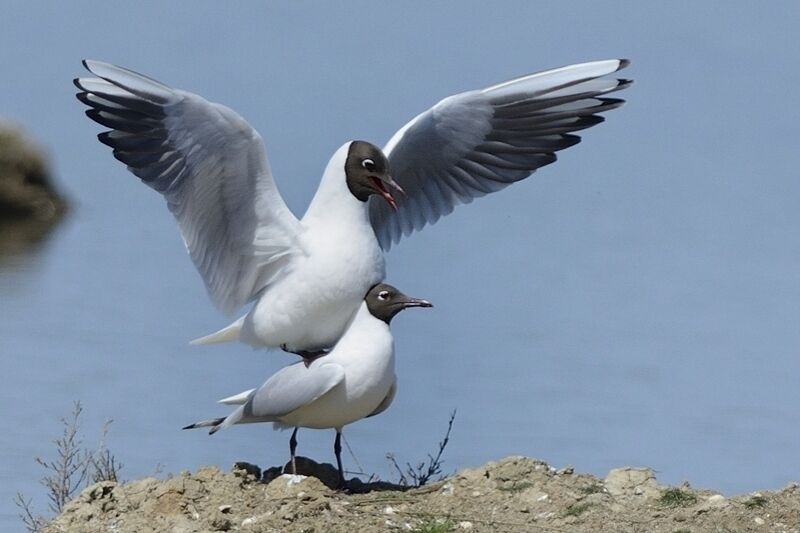 Black-headed Gull adult breeding