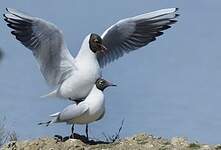 Mouette rieuse