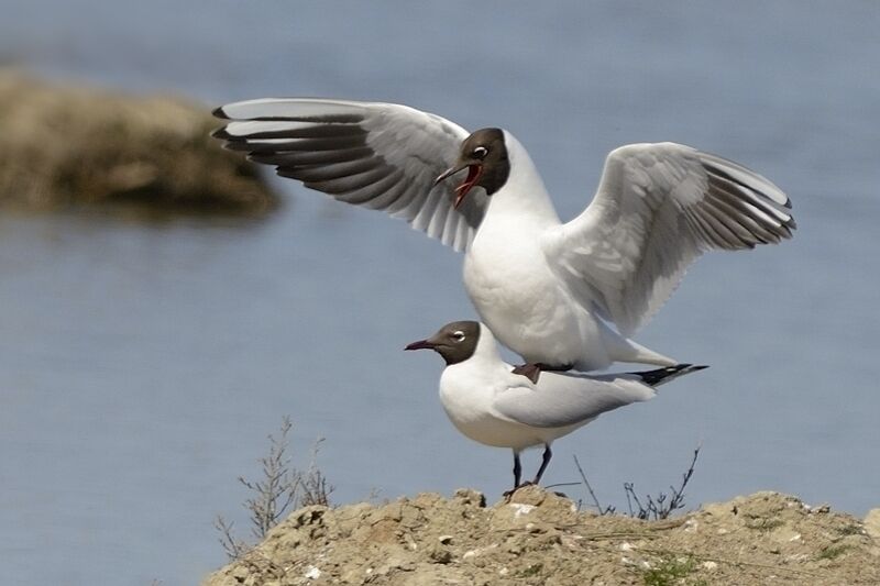 Black-headed Gull adult breeding