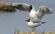 Mouette rieuse