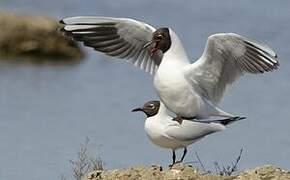 Black-headed Gull