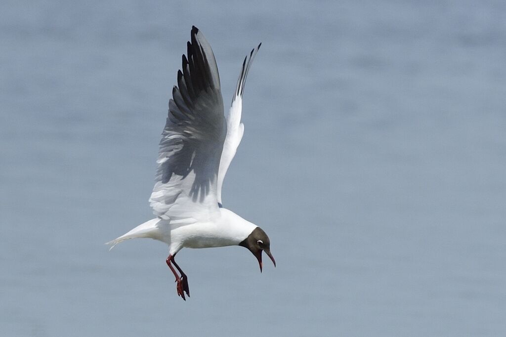 Mouette rieuseadulte nuptial, Vol