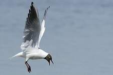 Mouette rieuse