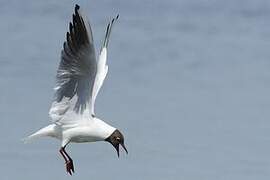 Black-headed Gull