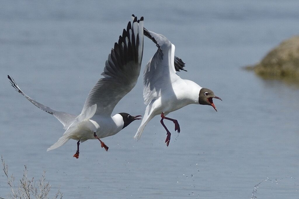 Black-headed Gulladult breeding, Flight