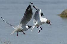 Mouette rieuse