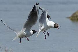 Mouette rieuse