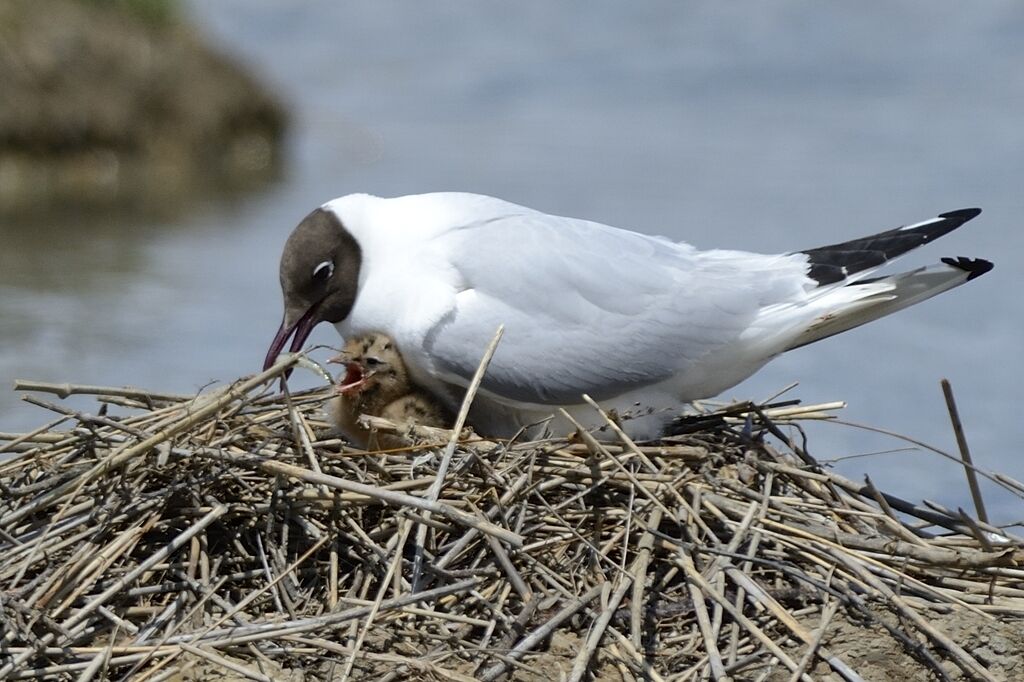 Black-headed Gull, Reproduction-nesting