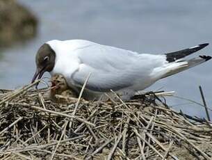 Mouette rieuse