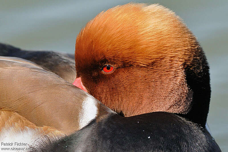 Red-crested Pochard male adult breeding, close-up portrait