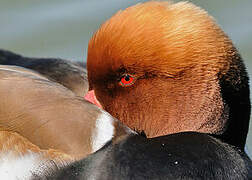 Red-crested Pochard