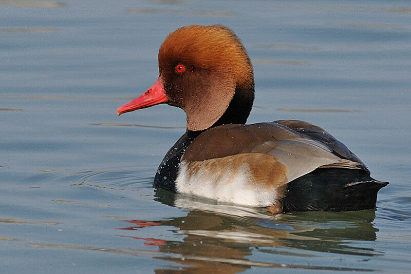 Red-crested Pochard male adult