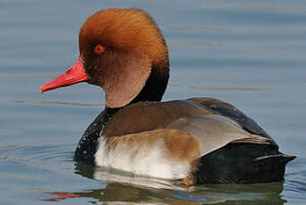 Nette rousse