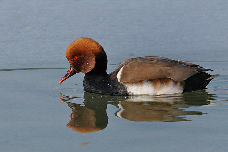 Red-crested Pochard male adult