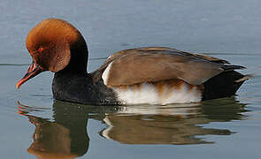 Red-crested Pochard