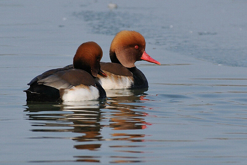 Red-crested Pochard male adult