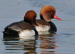 Red-crested Pochard