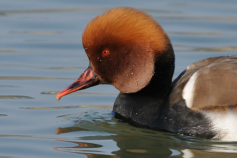 Red-crested Pochard male adult