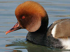 Red-crested Pochard