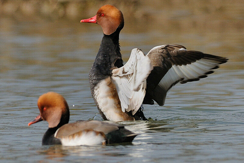 Red-crested Pochard male adult