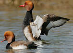 Nette rousse