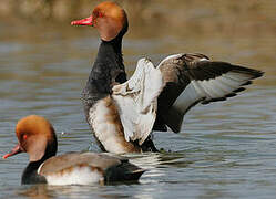 Red-crested Pochard