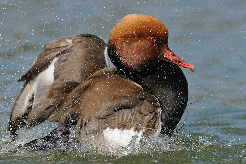 Nette rousse mâle adulte nuptial