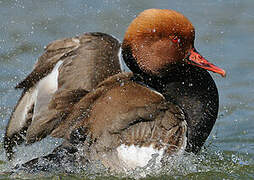 Red-crested Pochard